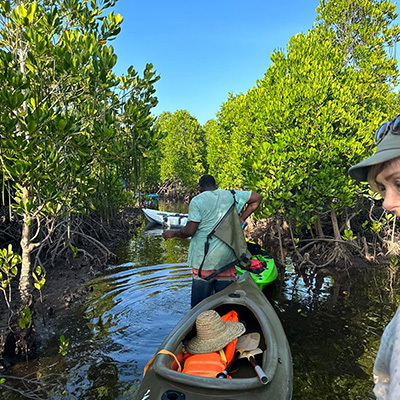 Massive Mangrove Forest